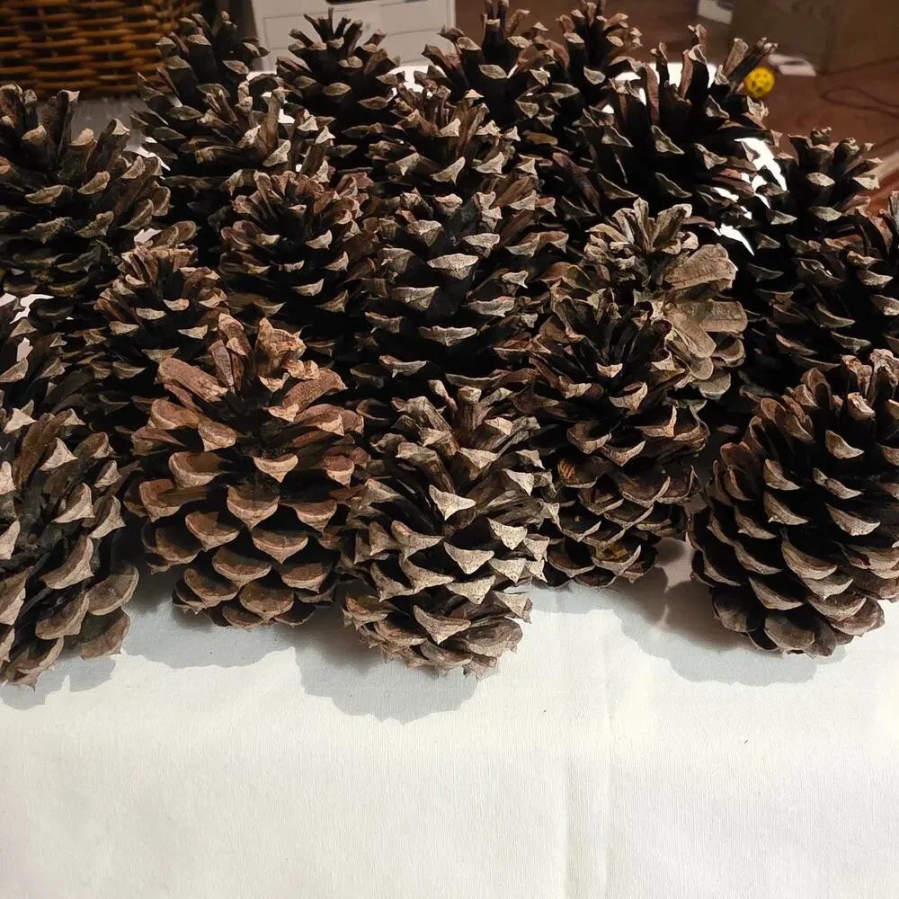 20 Longleaf Pinecone for Crafting Home Decor 2